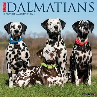 Just Dalmatians 2024 12 X 12 Wall Calendar